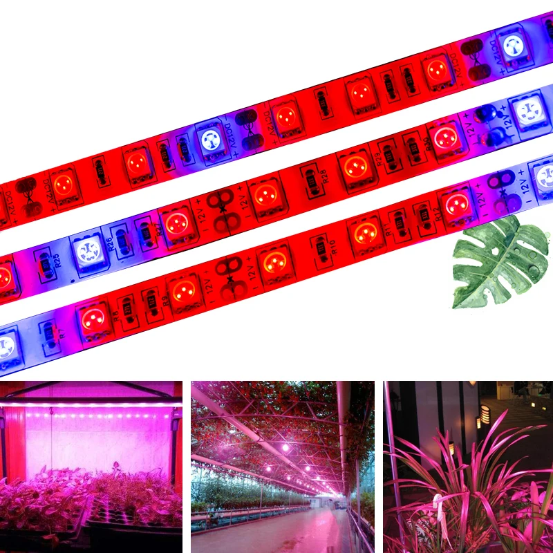 

SMD 5050 Grow Lights DC12V Growing LED Strip 5m LED Tape IP20 IP65 Plant Growth Light for Greenhouse Hydroponic Plant