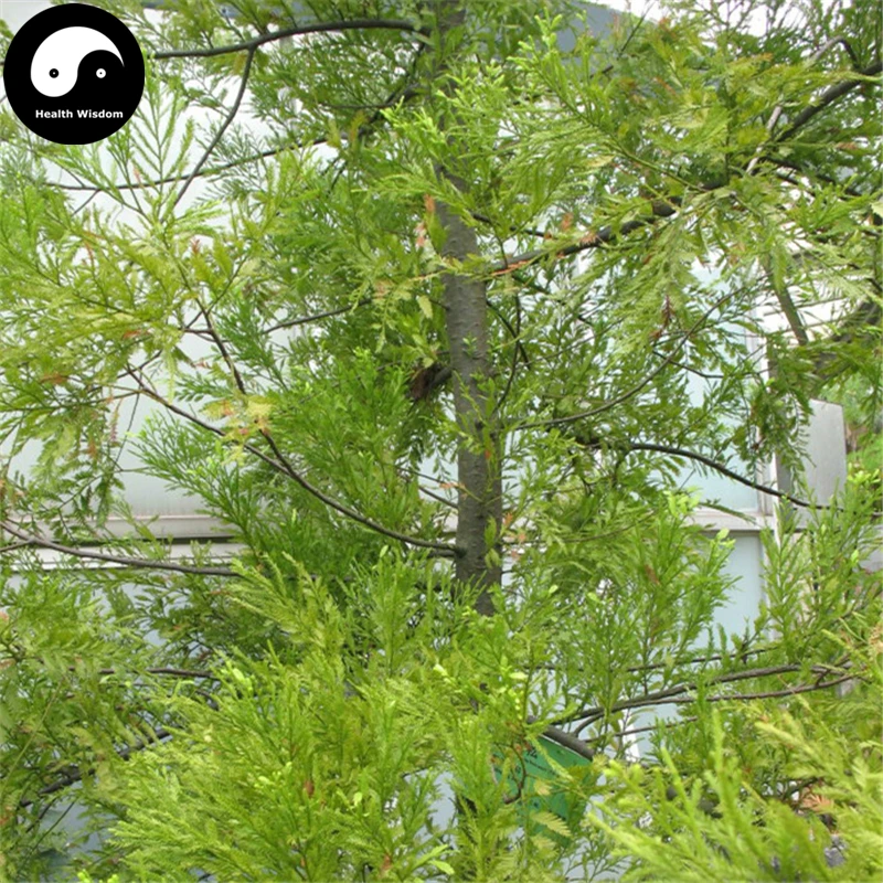 Buy Podocarpus Imbricatus Tree Semente 120pcs Plant Podocarpus Imbricatus For Ji Mao Song
Buy Podocarpus Imbricatus Tree Semente 120pcs Plant Podocarpus Imbricatus For Ji Mao Song