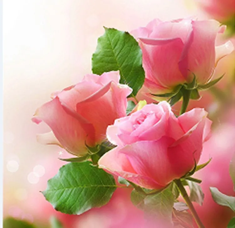 5d DIY Pink Rose Diamond Embroidery Flower Round Diamond Painting Cross Stitch Flower Home Decor Needlework Gift Picture
5d DIY Pink Rose Diamond Embroidery Flower Round Diamond Painting Cross Stitch Flower Home Decor Needlework Gift Picture