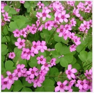 100 /bag Potted Red clover garden Four leaf clover Red Trefoil flower balcony vegatable plants for home garden
100 /bag Potted Red clover garden Four leaf clover Red Trefoil flower balcony vegatable plants for home garden