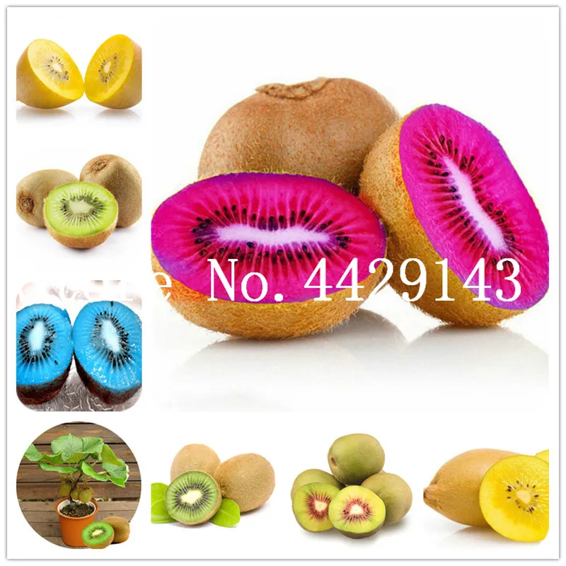 Bonsai 80 pcs/bag Fruit ,four Kinds Kiwi,red Yellow Green Purple Nutrition Is Rich Tasty And Delicious,DIY Home Garden,non-gmo
Bonsai 80 pcs/bag Fruit ,four Kinds Kiwi,red Yellow Green Purple Nutrition Is Rich Tasty And Delicious,DIY Home Garden,non-gmo