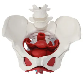 Female pelvic model pelvic bone medical female pelvic structure model human skeleton model
Female pelvic model pelvic bone medical female pelvic structure model human skeleton model