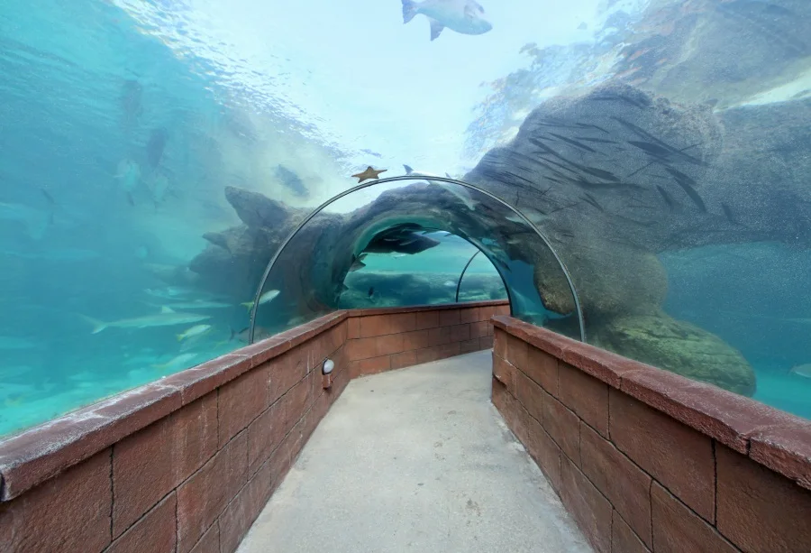 Laeacco Fish Aquarium Underwater Corridor Baby Children Photo Backgrounds Customized Photography Backdrops For Photo Studio
Laeacco Fish Aquarium Underwater Corridor Baby Children Photo Backgrounds Customized Photography Backdrops For Photo Studio