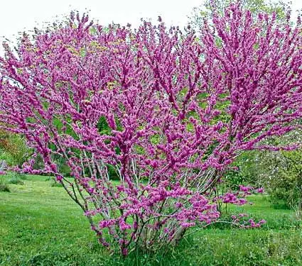 promotion Bauhinia Plant Cercis Chinensis Bonsai Flower Plant Chinese Redbud Tree Bonsai Nature Potted Plants 50pcs
promotion Bauhinia Plant Cercis Chinensis Bonsai Flower Plant Chinese Redbud Tree Bonsai Nature Potted Plants 50pcs