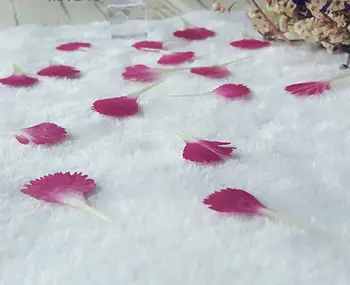 100pcs Pressed Dried Carnation Flower Petals Plant Herbarium For Jewelry Craft Phone Case Postcard DIY Making Accessories
100pcs Pressed Dried Carnation Flower Petals Plant Herbarium For Jewelry Craft Phone Case Postcard DIY Making Accessories
