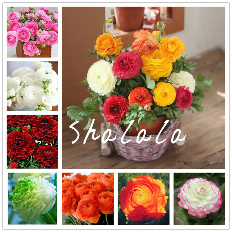 100 Pcs Bonsai Ranunculus Flower Double Flap Ranunculus Asiaticus Garden Perennial Indoor Herbal Buttercup Plant, Easy to Grow
100 Pcs Bonsai Ranunculus Flower Double Flap Ranunculus Asiaticus Garden Perennial Indoor Herbal Buttercup Plant, Easy to Grow