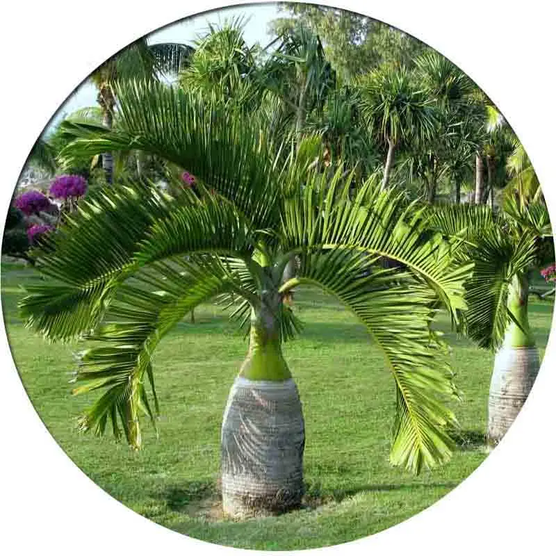 ZLKING Butia capitata Tree Potted Bonsai Courtyard Home Garden Bonsai Plant 5 pcs
ZLKING Butia capitata Tree Potted Bonsai Courtyard Home Garden Bonsai Plant 5 pcs