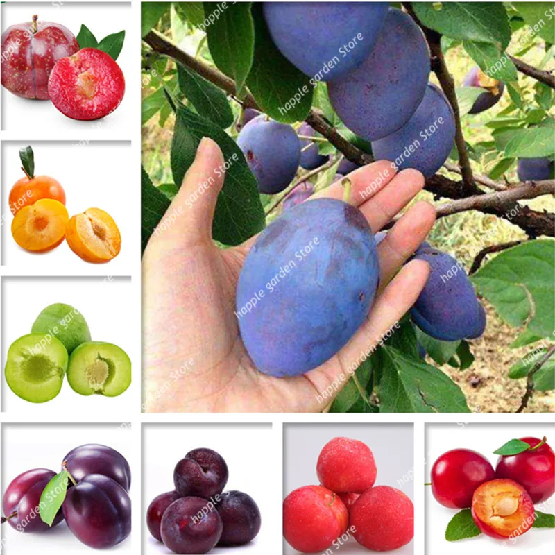2 Pcs Purple Brin Plum fruit Bonsai Organic Sweet Delicious Fruit Tree Vegetables & Fruits Pots Edible Fruit Succulent Planta
2 Pcs Purple Brin Plum fruit Bonsai Organic Sweet Delicious Fruit Tree Vegetables & Fruits Pots Edible Fruit Succulent Planta