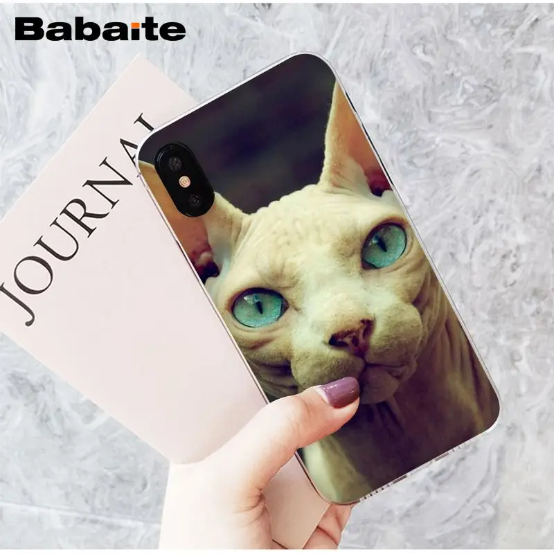 sphynx cat