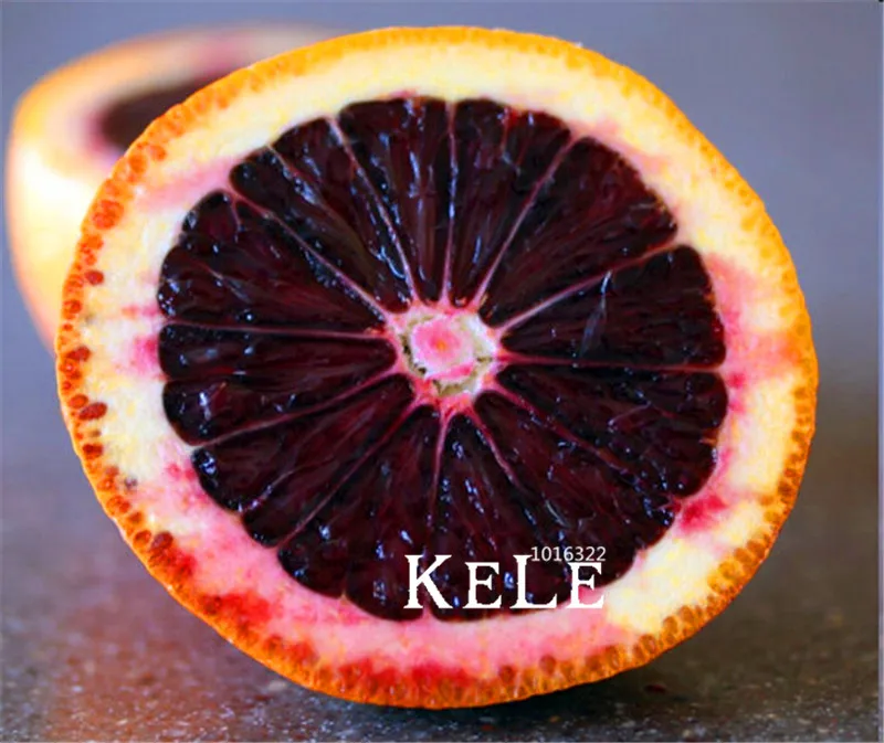 50 Pcs/Pack Best-Selling! Fresh Rare MORO BLOOD orange Red Blood Orange garden bonsai fruit tree plant
50 Pcs/Pack Best-Selling! Fresh Rare MORO BLOOD orange Red Blood Orange garden bonsai fruit tree plant