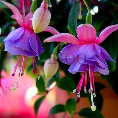Sale!Fuchsia lanterns/flower/flower Bonsai Indoor balcony living room/Begonia Bell pot flower Plants 50 Piecess,#51C4AP
Sale!Fuchsia lanterns/flower/flower Bonsai Indoor balcony living room/Begonia Bell pot flower Plants 50 Piecess,#51C4AP