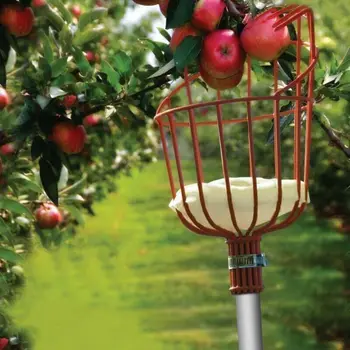 Newly Fruit Picker Basket Catcher Picking Fresh Orange Garden Tools for Broom Pole Stick
Newly Fruit Picker Basket Catcher Picking Fresh Orange Garden Tools for Broom Pole Stick