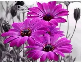 2019 new arrived Full round drill DIY Diamond Painting" 3 pics of flowers" Embroidery Cross Stitch Rhinestone Mosaic Painting
2019 new arrived Full round drill DIY Diamond Painting" 3 pics of flowers" Embroidery Cross Stitch Rhinestone Mosaic Painting