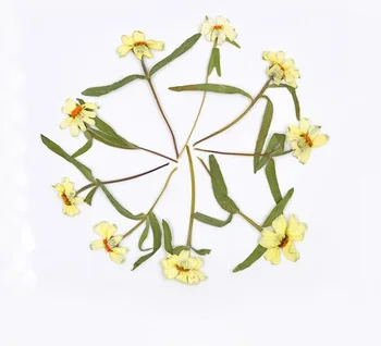 100pcs Pressed Dried Flower Zinnia Filler For Epoxy Resin Pendant Necklace Jewelry Making Craft DIY Accessories
100pcs Pressed Dried Flower Zinnia Filler For Epoxy Resin Pendant Necklace Jewelry Making Craft DIY Accessories