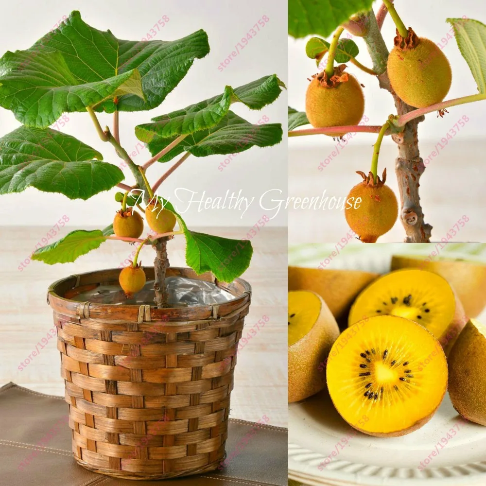 200 pcs Kiwi Miniature Dwarf tree Flesh Fruit Succulent plants easy to grow plant for home garden
200 pcs Kiwi Miniature Dwarf tree Flesh Fruit Succulent plants easy to grow plant for home garden