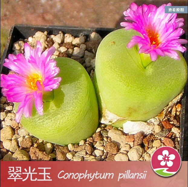 Freeshipping 100pc German imports of potted flowers sedum succulents radiation wonderful fleshy yellow large jade
Freeshipping 100pc German imports of potted flowers sedum succulents radiation wonderful fleshy yellow large jade