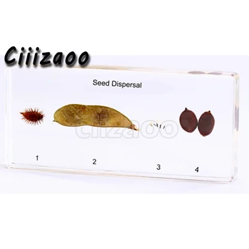 Mode Transmission of Seed Specimen paperweight Collection embedded In Clear Lucite Block Embedding Specimen
Mode Transmission of Seed Specimen paperweight Collection embedded In Clear Lucite Block Embedding Specimen