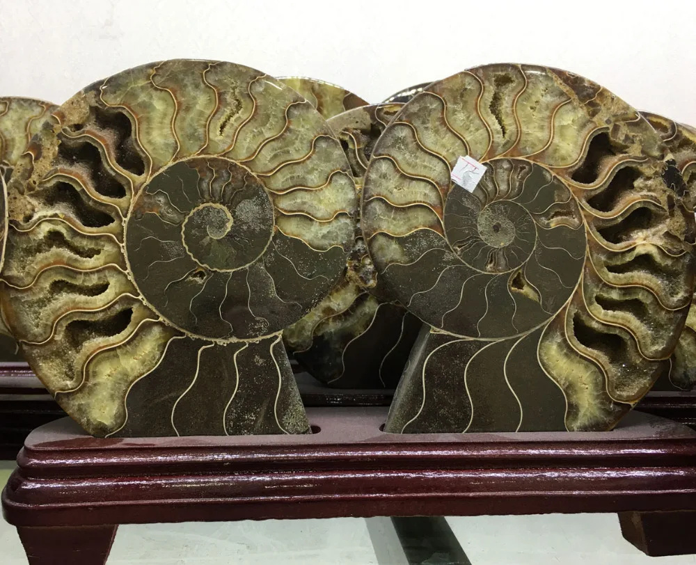1 pair 2 pieces ammonite fossil from madagascar Conch fossil about 20 cm diameter
1 pair 2 pieces ammonite fossil from madagascar Conch fossil about 20 cm diameter