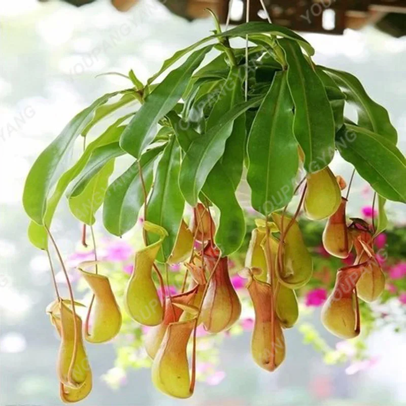 200 plants - 100% Genuine Eat Cordyceps Dionaea Muscipula Clip Venus Flytrap plants Carnivorous Perennial Plant plants in Bonsai
200 plants - 100% Genuine Eat Cordyceps Dionaea Muscipula Clip Venus Flytrap plants Carnivorous Perennial Plant plants in Bonsai