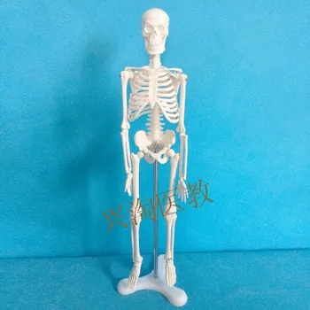 Mini Skeleton 45CM Tall human skeleton model Removable human skeleton model skeleton anatomical model solution free shipping
Mini Skeleton 45CM Tall human skeleton model Removable human skeleton model skeleton anatomical model solution free shipping