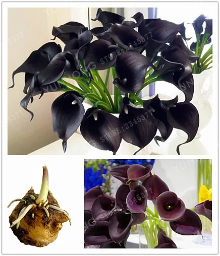 2 Pcs / Black Calla Bonsai DIY Potted Plants Indoor / Outdoor Potted Bonsai 95% Mixed Colors Plants (Bonsai)
2 Pcs / Black Calla Bonsai DIY Potted Plants Indoor / Outdoor Potted Bonsai 95% Mixed Colors Plants (Bonsai)