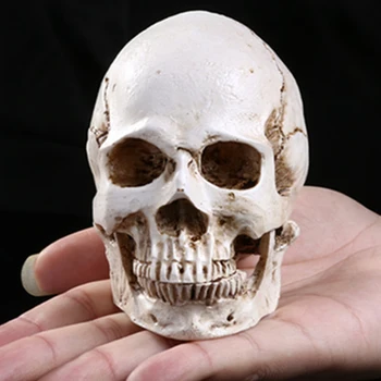 Fashion Halloween Toys 3D head Shape Resin collectibles For Halloween Supplies DIY Party Haunted Skulls House Decor
Fashion Halloween Toys 3D head Shape Resin collectibles For Halloween Supplies DIY Party Haunted Skulls House Decor