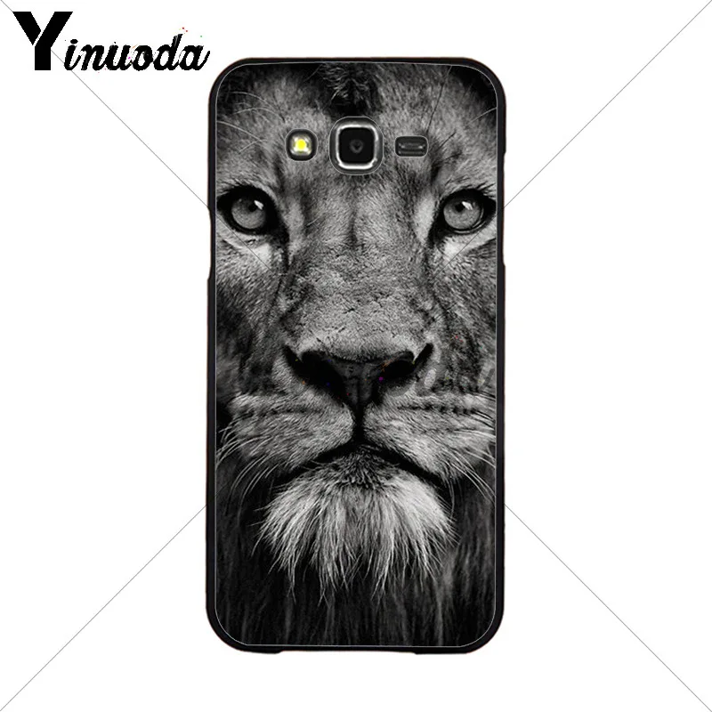 Animals The lion