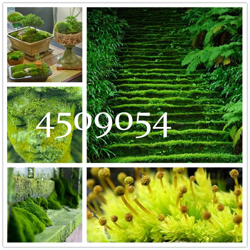 Bonsai 500pcs Rare Aquarium Planten Java Moss Grass plants Raros Gifts Plants Aquario Fish Tank Aquatic Plant plants Home Garden
Bonsai 500pcs Rare Aquarium Planten Java Moss Grass plants Raros Gifts Plants Aquario Fish Tank Aquatic Plant plants Home Garden