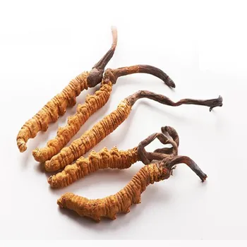High Quality Super- Ginseng Cordyceps Sinensis Extract Powder Immune Support Supplement Cordyceps Mushroom Resist Fatigue whiten
High Quality Super- Ginseng Cordyceps Sinensis Extract Powder Immune Support Supplement Cordyceps Mushroom Resist Fatigue whiten