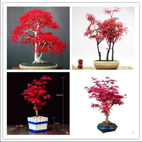 100% True U.S.A Red Maple Tree America bonsai plants Very Beautiful Indoor Tree home garden 30pcs
100% True U.S.A Red Maple Tree America bonsai plants Very Beautiful Indoor Tree home garden 30pcs