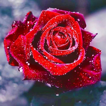 100% Full square DIY 5D Diamond Painting Red Rose Cross Stitch Diamond Embroidery Patterns rhinestones Diamond Mosaic
100% Full square DIY 5D Diamond Painting Red Rose Cross Stitch Diamond Embroidery Patterns rhinestones Diamond Mosaic