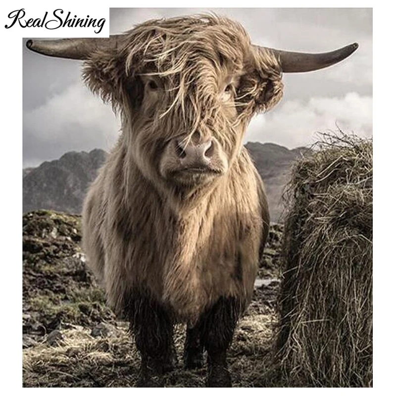 5D diy diamond painting highland cow full square round diamond embroidery full display mosaic cross stitch needleworks FS4614
5D diy diamond painting highland cow full square round diamond embroidery full display mosaic cross stitch needleworks FS4614