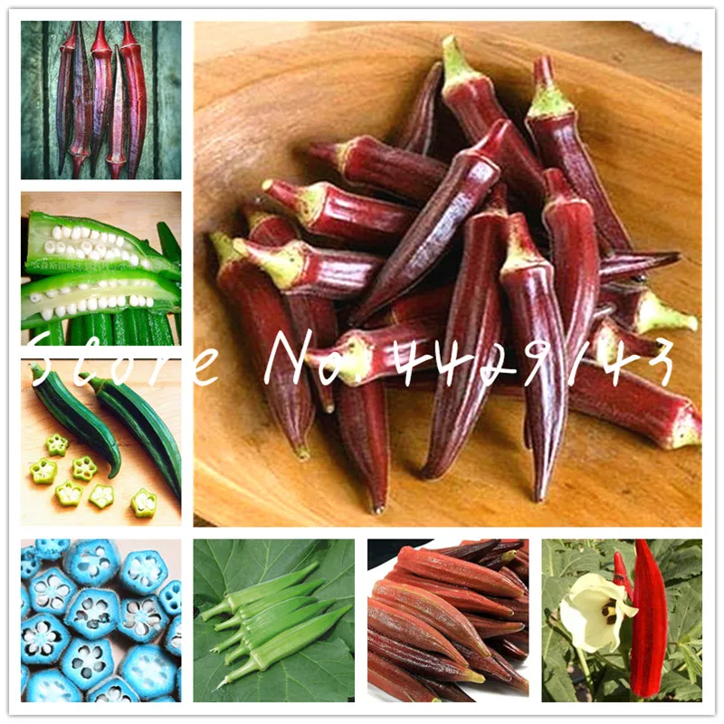 Free Shipping 100 pcs Rare Okra Plants Green Healthy Vegetable Delicious DIY Home Garden Bonsai Plants organic vegetable
Free Shipping 100 pcs Rare Okra Plants Green Healthy Vegetable Delicious DIY Home Garden Bonsai Plants organic vegetable