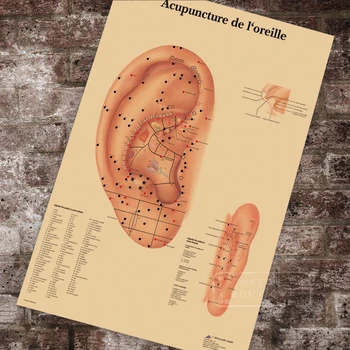 Anatomy Pathology Anatomical Poster Ear Acupuncture Chart Classic Canvas Paintings Vintage Wall Posters Stickers Home Decor Gift
Anatomy Pathology Anatomical Poster Ear Acupuncture Chart Classic Canvas Paintings Vintage Wall Posters Stickers Home Decor Gift