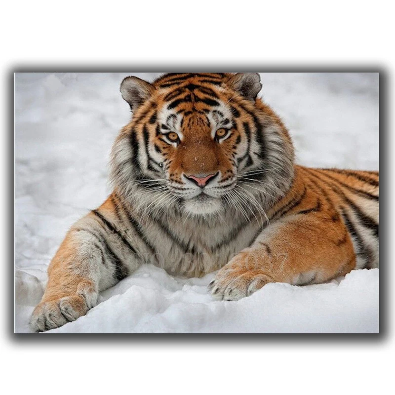 Diamond Mosaic Diy Diamond Embroidery Tiger Like To Play With Snow Full Diamond Painting Cross Stitch Rhinestone Home Decoration
Diamond Mosaic Diy Diamond Embroidery Tiger Like To Play With Snow Full Diamond Painting Cross Stitch Rhinestone Home Decoration