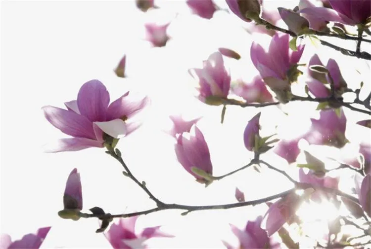 2016 5D diamond embroidery diamond mosaic Oil painting flowers picture diy diamond painting cross stitch needlework flores 
2016 5D diamond embroidery diamond mosaic Oil painting flowers picture diy diamond painting cross stitch needlework flores