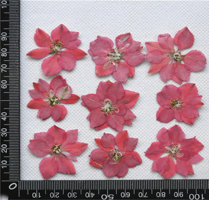 1000pcs per bag Original Pink Larkspur Christmas flowers decorations pressed flowers Art free shipment
1000pcs per bag Original Pink Larkspur Christmas flowers decorations pressed flowers Art free shipment