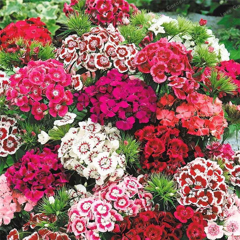 100 Pcs/Bag 100%True America Dianthus Bonsai Mixed Colour Sweet William Bonsai Flower Bonsai For Indoor Plants Home Garden
100 Pcs/Bag 100%True America Dianthus Bonsai Mixed Colour Sweet William Bonsai Flower Bonsai For Indoor Plants Home Garden