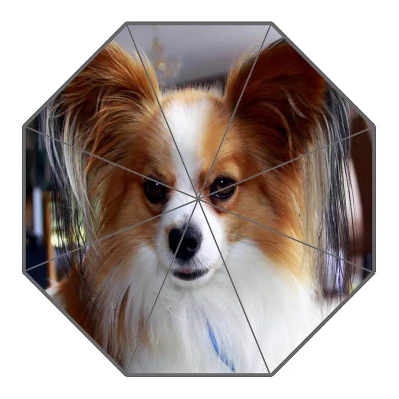New Arrival Papillon Dog Umbrellas Non-Automatic Folding Women Rain Umbrella Customized Fashion Portable Umbrella Gift
New Arrival Papillon Dog Umbrellas Non-Automatic Folding Women Rain Umbrella Customized Fashion Portable Umbrella Gift