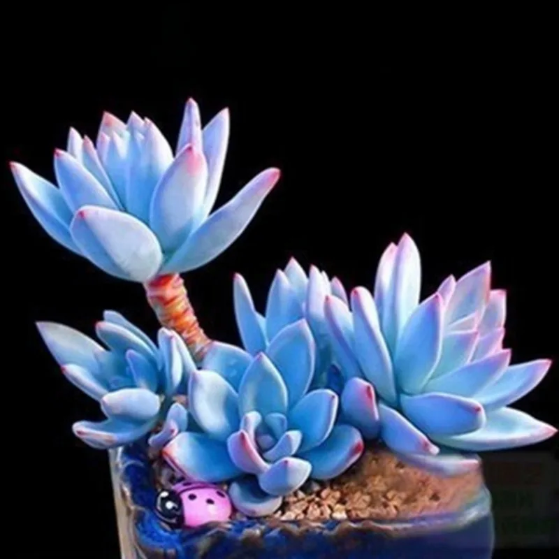 

100 Succulent Bonsai Seeds/Bag Beautifying Succulents Seeds Cute and Various of Indoor Plants Bedroom Balcony Potted Mini Plant