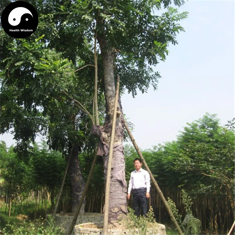 Buy West Indian Mahogany Tree Semente 60pcs Plant Cuban Mahogany For Swietenia Mahagoni
Buy West Indian Mahogany Tree Semente 60pcs Plant Cuban Mahogany For Swietenia Mahagoni