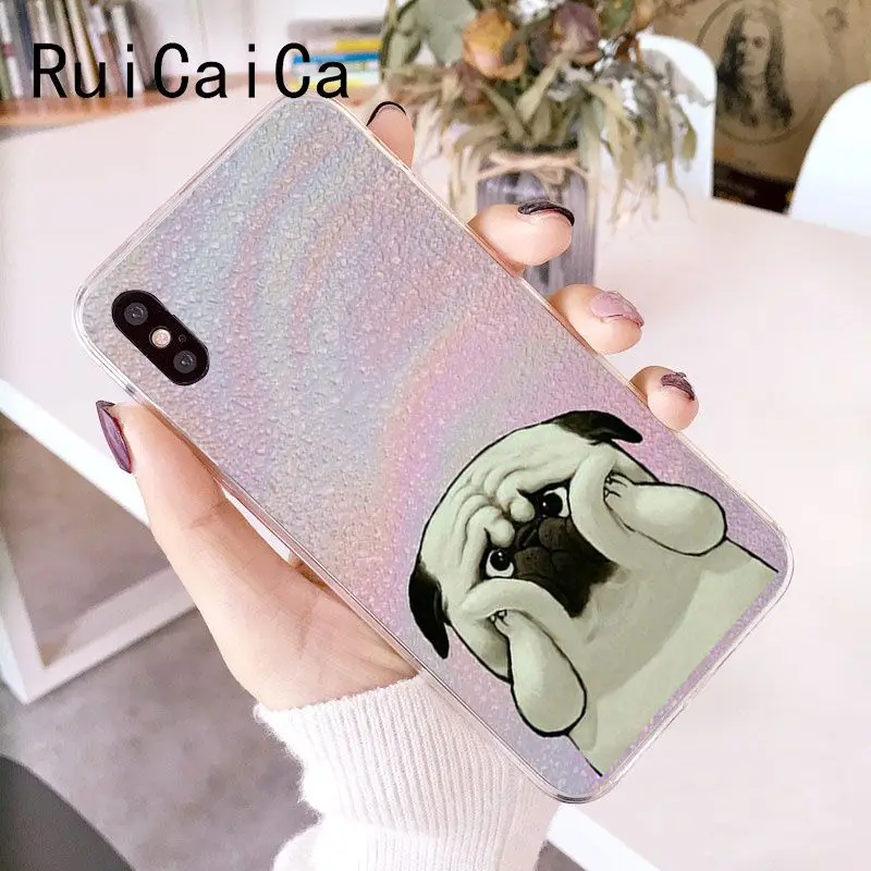 Animal Cute Pug Dog