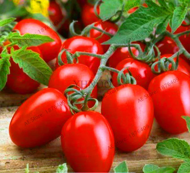 Big Sale!100 cherry tomato bonsai rare yellow lemon tomato flores vegetable plantas for home garden planting,#8LDX2Z
Big Sale!100 cherry tomato bonsai rare yellow lemon tomato flores vegetable plantas for home garden planting,#8LDX2Z
