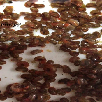 30Pcs A Set Planorbarius corneus 
30Pcs A Set Planorbarius corneus