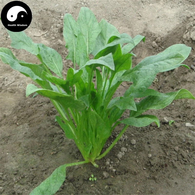Buy Spinacia Oleracea Vegetable Semente 200pcs Plant Small Leaf Vegetable Spinacia
Buy Spinacia Oleracea Vegetable Semente 200pcs Plant Small Leaf Vegetable Spinacia