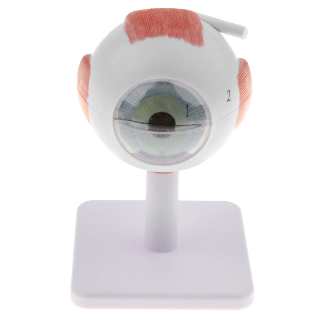 Scientific Eye Anatomy Model | 3 Times Enlarged Model Dissects to 6 Parts of Eye | Includes Base and Detailed Full Color
Scientific Eye Anatomy Model | 3 Times Enlarged Model Dissects to 6 Parts of Eye | Includes Base and Detailed Full Color