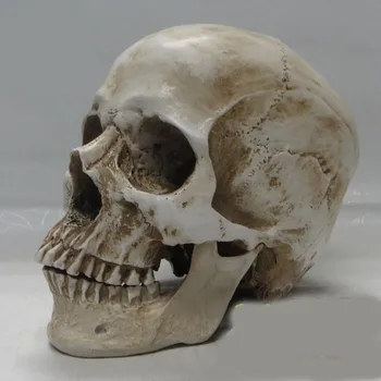 high quality 1:1 human skull model resin skeleton model painting human skull Art musculoskeletal anatomy art model
high quality 1:1 human skull model resin skeleton model painting human skull Art musculoskeletal anatomy art model