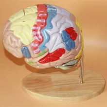 2x Brain anatomical model Brain nerve structure Brain Function Partition Medical Teaching free shipping
2x Brain anatomical model Brain nerve structure Brain Function Partition Medical Teaching free shipping