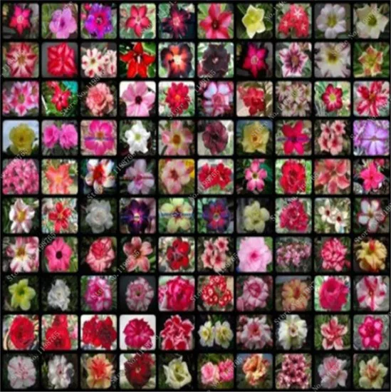 Promotion! 100Pcs True Desert Rose Bonsai Mix Colors Adenium Obesum Dwarf Bonsai Flower Adenium Double Petals Balcony Pots Plant
Promotion! 100Pcs True Desert Rose Bonsai Mix Colors Adenium Obesum Dwarf Bonsai Flower Adenium Double Petals Balcony Pots Plant