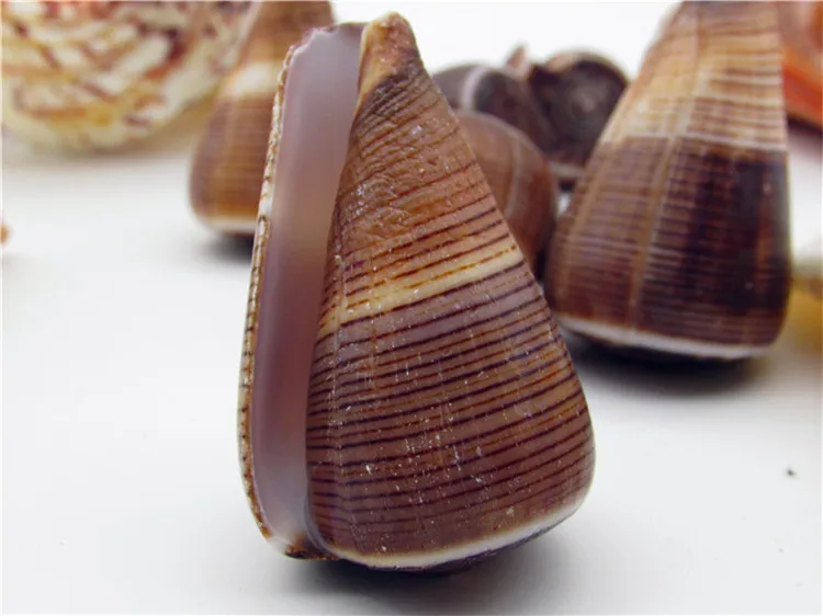 5-8cm Natural Conch Shells Snails Seashell Aquarium Ornament Fish Tank Landscape Sea Snail Furnishings Wedding Home Decoration
5-8cm Natural Conch Shells Snails Seashell Aquarium Ornament Fish Tank Landscape Sea Snail Furnishings Wedding Home Decoration